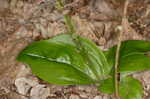 Brown widelip orchid <BR>Lily-leaf twayblade